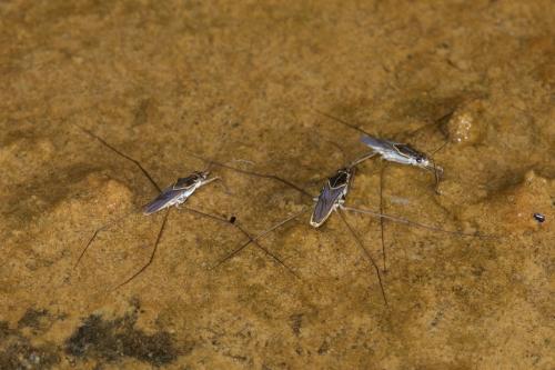 Limnogonus sp.